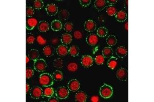 Immunofluorescence Analysis of live Jurkat cells. (CD47 抗体)