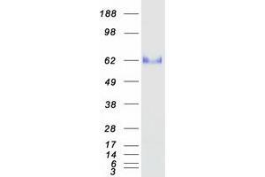 Western Blotting (WB) image for Oncoprotein Induced Transcript 3 (OIT3) protein (Myc-DYKDDDDK Tag) (ABIN2727891)