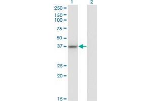 Western Blot analysis of LUC7L expression in transfected 293T cell line by LUC7L monoclonal antibody (M05), clone 2D10. (LUC7L 抗体  (AA 1-111))