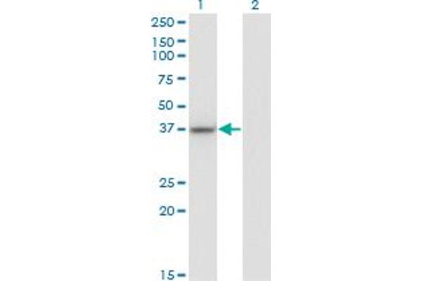 LUC7L antibody  (AA 1-111)