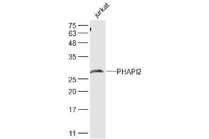 Jurkat lysates probed with PHAPI2 Polyclonal Antibody, Unconjugated  at 1:500 dilution and 4˚C overnight incubation.