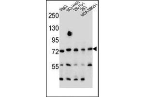 Western blot analysis of SEC14L5 Antibody (Center) Cat. (SEC14L5 抗体  (Middle Region))