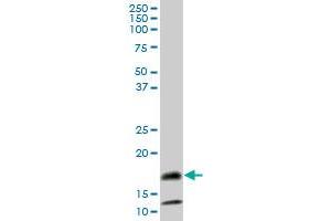 SAA4 MaxPab polyclonal antibody. (SAA4 抗体  (AA 1-130))