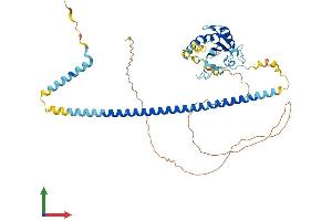 Protein Structure (PS) image for Zinc Finger (CCCH Type), RNA-Binding Motif and serine/arginine Rich 2 (ZRSR2) (AA 1-482) protein (His tag) (ABIN7544860)
