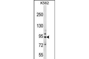 PCDHB14 Antibody (N-term) (ABIN656255 and ABIN2845571) western blot analysis in K562 cell line lysates (35 μg/lane). (PCDHB14 抗体  (N-Term))