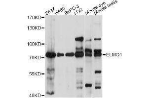 Western blot analysis of extracts of various cell lines, using ELMO1 antibody. (ELMO1 抗体)