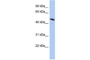 WB Suggested Anti-C9orf68 Antibody Titration: 0. (C9orf68 抗体  (Middle Region))