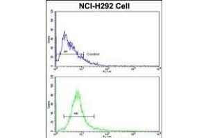 Flow cytometric analysis of NCI- cells using EEF1A1/ EEF1A2 Antibody (N-term)(bottom histogram) compared to a negative control cell (top histogram). (EEF1A2 抗体  (AA 46-72))