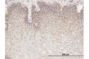 Immunoperoxidase of purified MaxPab antibody to RGS13 on formalin-fixed paraffin-embedded human esophagus. (RGS13 抗体  (AA 1-159))