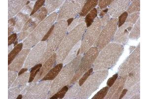 IHC-P Image Immunohistochemical analysis of paraffin-embedded mouse muscle, using RGS4, antibody at 1:500 dilution. (RGS4 抗体)