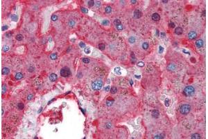 Human Liver (formalin-fixed, paraffin-embedded) stained with F2 antibody ABIN337281 at 5 ug/ml followed by biotinylated anti-mouse IgG secondary antibody ABIN481714, alkaline phosphatase-streptavidin and chromogen. (F2RL2 抗体)