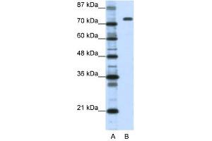 Nucleolin antibody used at 1. (Nucleolin 抗体  (C-Term))