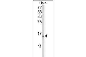 Western blot analysis of COTL1 Antibody (C-term) (ABIN652766 and ABIN2842503) in Hela cell line lysates (35 μg/lane). (COTL1 抗体  (C-Term))