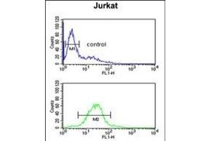 TAF1D Antibody (N-term) (ABIN651786 and ABIN2840399) flow cytometric analysis of Jurkat cells (bottom histogram) compared to a negative control cell (top histogram). (TAF1D 抗体  (N-Term))