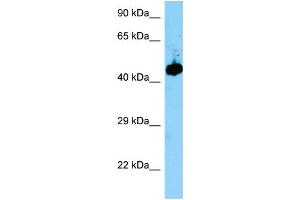 WB Suggested Anti-Evl Antibody Titration: 1.