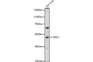 Western blot analysis of extracts of Rat lung, using TBX21 antibody (ABIN1682974, ABIN3019139, ABIN3019140 and ABIN6220736) at 1:500 dilution. (T-Bet 抗体  (AA 326-535))