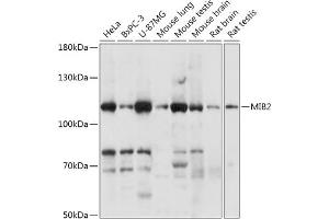 Western blot analysis of extracts of various cell lines, using MIB2 antibody (ABIN7266881) at 1:1000 dilution.