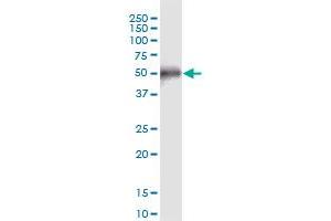 CCDC8 MaxPab polyclonal antibody. (CCDC8 抗体  (AA 1-538))