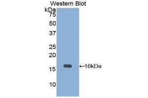 Western Blotting (WB) image for anti-Keratin 15 (KRT15) (AA 274-399) antibody (ABIN1859574) (KRT15 抗体  (AA 274-399))
