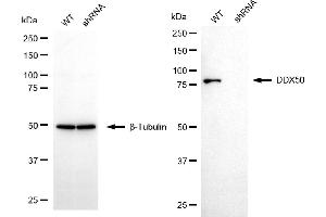 Western blotting analysis using DDX50 antibody (ABIN7798289).