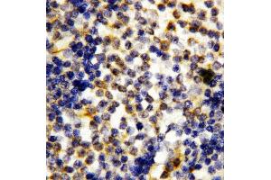 Anti-Granzyme A antibody, IHC(P) IHC(P): Human Tonsil Tissue (GZMA 抗体  (Middle Region))