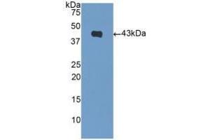Detection of Recombinant NPPB, Mouse using Polyclonal Antibody to Natriuretic Peptide Precursor B (NPPB) (NPPB 抗体  (AA 27-121))