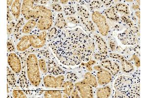 Immunohistochemistry (4μg/ml) staining of paraffin embedded Human Kidney. (ENOX2 抗体  (Internal Region))