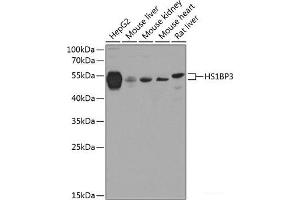 Western blot analysis of extracts of various cell lines using HS1BP3 Polyclonal Antibody at dilution of 1:1000. (HS1BP3 抗体)