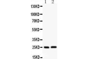 Western Blotting (WB) image for anti-Claudin 2 (CLDN2) (AA 38-230) antibody (ABIN3042751) (Claudin 2 抗体  (AA 38-230))