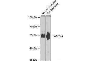 Western blot analysis of extracts of various cell lines using AMY2A Polyclonal Antibody at dilution of 1:1000. (AMY2A 抗体)