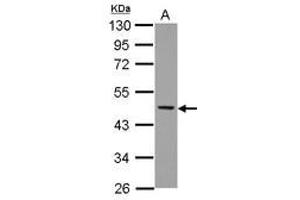Image no. 2 for anti-Neutrophil Cytosol Factor 1 (NCF1) (AA 1-228) antibody (ABIN1501901) (NCF1 抗体  (AA 1-228))
