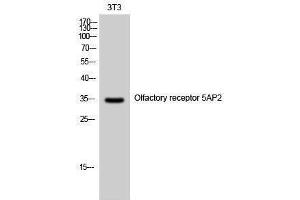 Western Blotting (WB) image for anti-Olfactory Receptor, Family 5, Subfamily AP, Member 2 (OR5AP2) (C-Term) antibody (ABIN3186145) (OR5AP2 抗体  (C-Term))