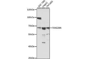 Western blot analysis of extracts of various cell lines, using FA antibody (ABIN7267920) at 1:1000 dilution. (ITFG3 抗体  (AA 70-400))
