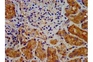 IHC image of ABIN7150910 diluted at 1:300 and staining in paraffin-embedded human kidney tissue performed on a Leica BondTM system.