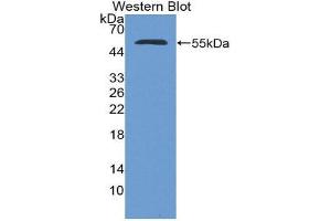 Western Blotting (WB) image for anti-Nucleoporin 153kDa (NUP153) (AA 1238-1468) antibody (ABIN1980479)