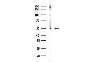 anti-Olfactory Receptor 1J1 (OR1J1) antibody