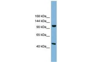 Image no. 1 for anti-Smg-8 Homolog, Nonsense Mediated mRNA Decay Factor (SMG8) (AA 575-624) antibody (ABIN6744122) (SMG8 抗体  (AA 575-624))