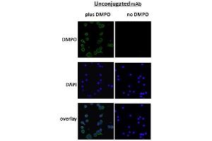 Immunocytochemistry/Immunofluorescence analysis using Mouse Anti-DMPO Monoclonal Antibody, Clone N1664A . (DMPO 抗体 (Atto 488))