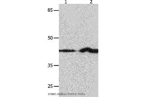 Western blot analysis of NIH/3T3 and Jurkat cell, using IRF1 Polyclonal Antibody at dilution of 1:750