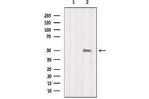 Western blot analysis of extracts from B16F10, using NR1I2 Antibody. (NR1I2 抗体  (C-Term))