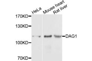Western blot analysis of extracts of various cells, using DAG1 antibody. (Dystroglycan 抗体)