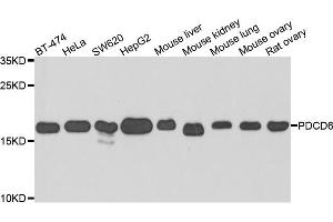 Western blot analysis of extracts of various cells, using PDCD6 antibody. (PDCD6 抗体)