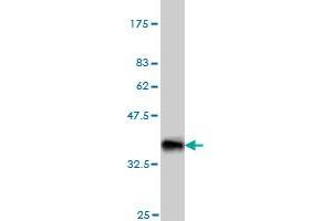Western Blot detection against Immunogen (33. (Nodal 抗体  (AA 275-346))