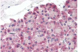Human Pancreas (formalin-fixed, paraffin-embedded) stained with XK antibody ABIN462089 followed by biotinylated goat anti-rabbit IgG secondary antibody ABIN481713, alkaline phosphatase-streptavidin and chromogen. (Membrane transport protein XK (XK) (AA 22-38) 抗体)
