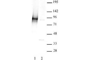 STAT3 phospho Ser727 pAb tested by Western blot. (STAT3 抗体  (pSer727))