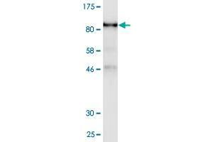 Western Blot detection against Immunogen (90. (Ubiquilin 1 抗体  (AA 1-589))