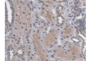 Detection of RGN in Human Kidney Tissue using Polyclonal Antibody to Regucalcin (RGN) (Regucalcin 抗体  (AA 65-299))
