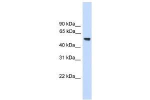 FZR1 antibody used at 1 ug/ml to detect target protein. (FZR1 抗体)