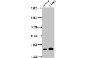 Western Blot Positive WB detected in: Mouse liver tissue, Rat liver tissue All lanes: HIST1H2BB antibody at 2. (HIST1H2BB 抗体  (AA 2-126))