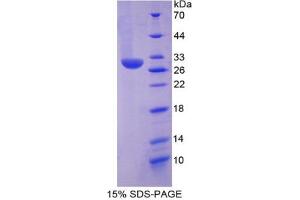 SDS-PAGE analysis of Mouse Chymase 1, Mast Cell Protein. (CMA1 蛋白)